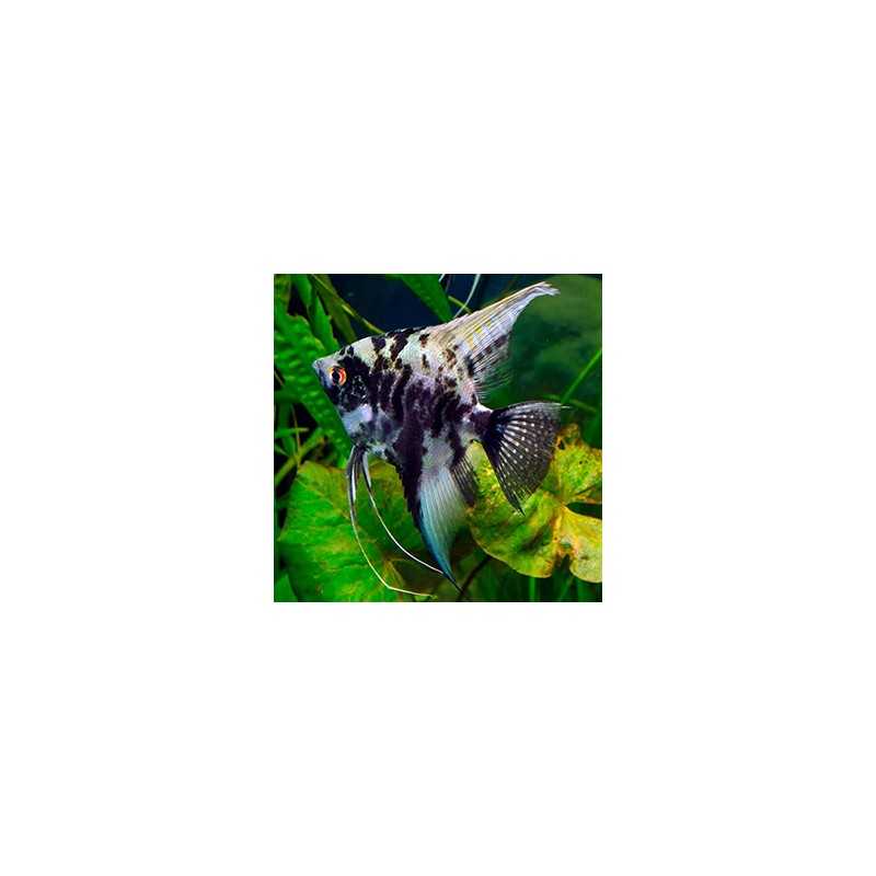 Scalar Murble Pterophillum