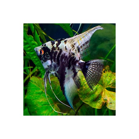 Scalar Murble Pterophillum