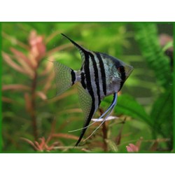 Scalare Zebra PTEROPHILLUM