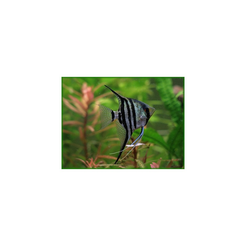 Scalar Zebra Pterophillum