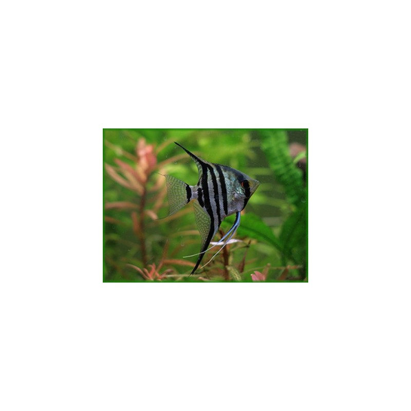Scale Zebra PTEROPHILLUM