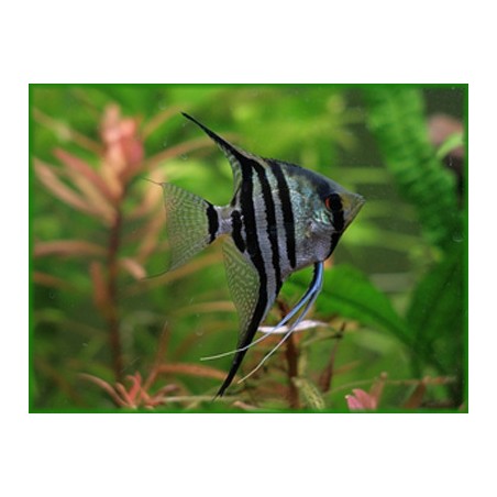 Scalar Zebra Pterophillum