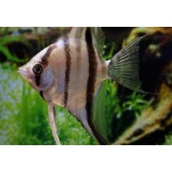 Scalar Zebra Pterophillum 2