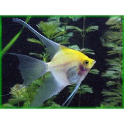 Ptérophille d'or scalaire 2