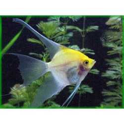 Scalar Gold Pterophillum 2