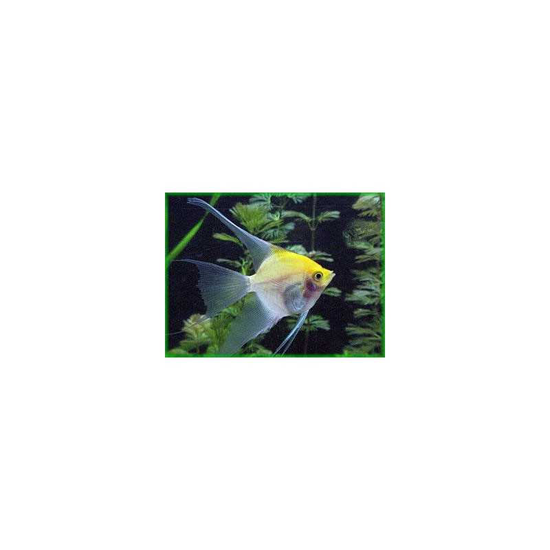 Scalar Gold Pterophillum