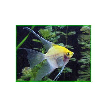 Ladder Gold PTEROPHILLUM