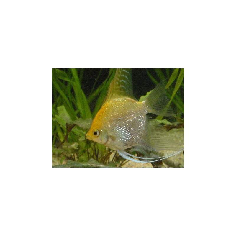 Scalare Gold PTEROPHILLUM