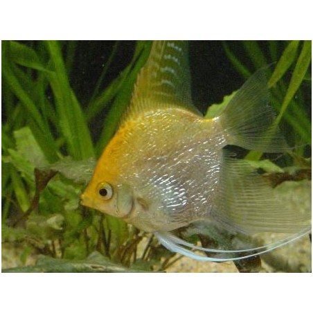 Scalare Gold PTEROPHILLUM