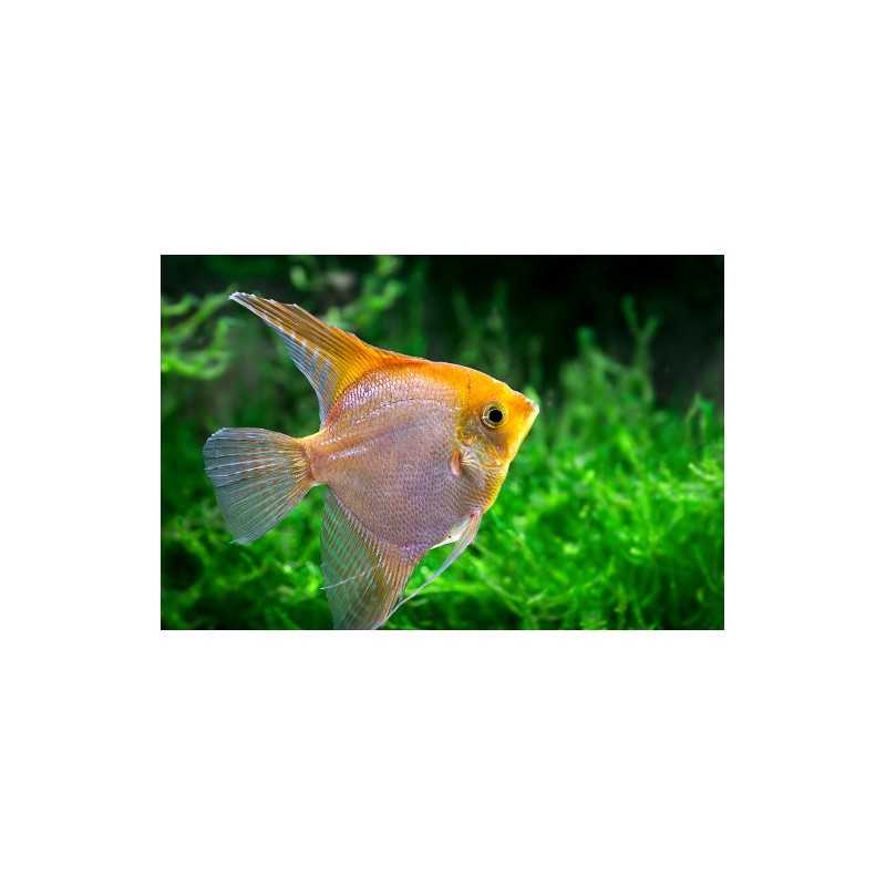 Scalar Gold Pterophillum