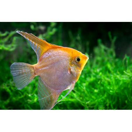 Scalare Gold PTEROPHILLUM