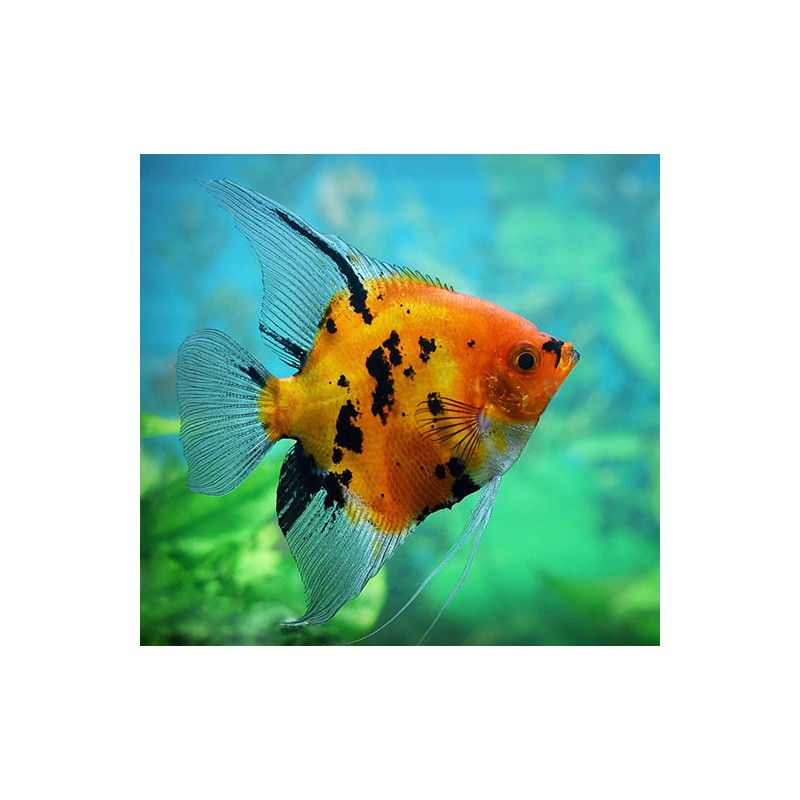 Scalar Red Devil Pterophillum