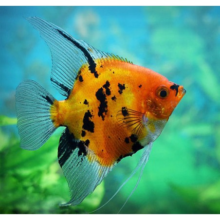 Scalar Red Devil Pterophillum