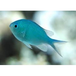 CHROMIS VIRIDIS 2