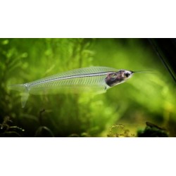 Kryptoptérus Bicirrhis Squeleton poisson