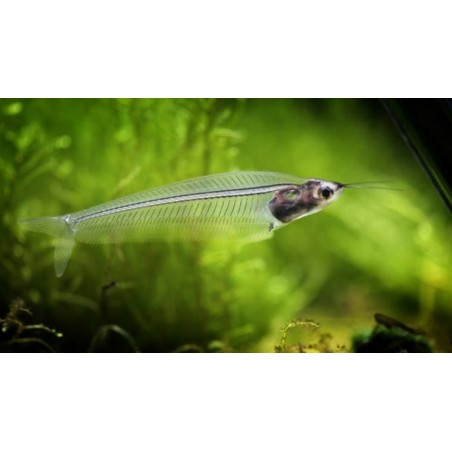 Kryptoptérus Bicirrhis Squeleton poisson