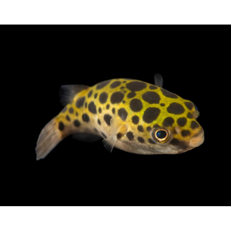 Fish ball Tetraodon nigroviridis