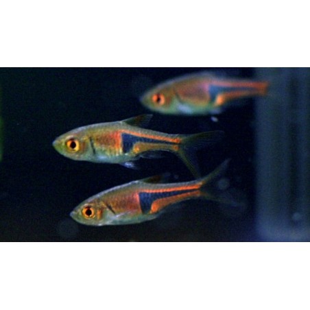 Rasbora Esperi