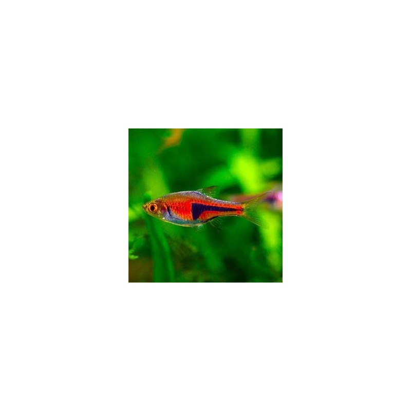 Rasbora Esperi