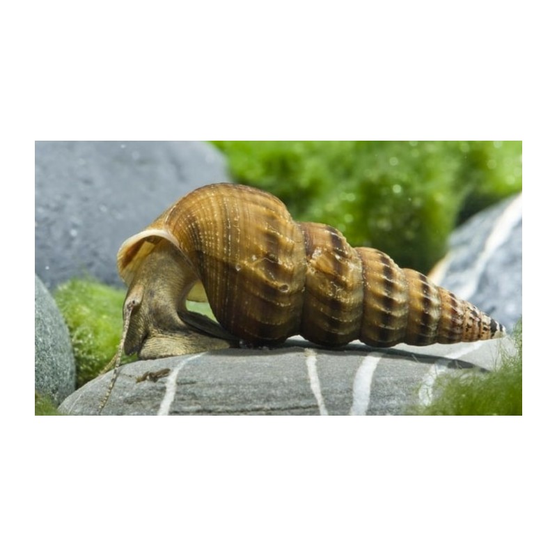 Brotia Herculea snail alghivora