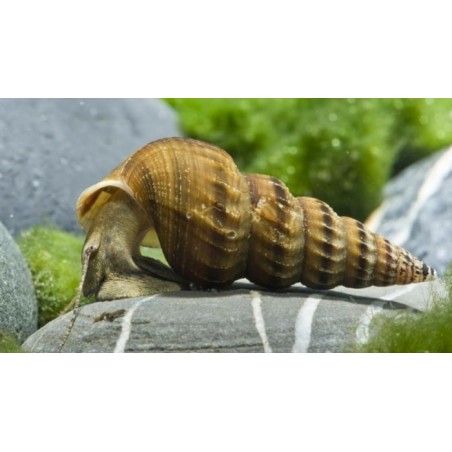 Brotia Herculea snail alghivora