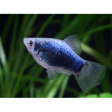 PLATY Blue Mickey Mouse Xiphophorus maculatus
