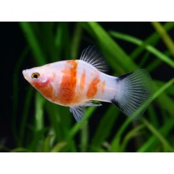 PLATY  Bleeding Heart Xiphophorus maculatus