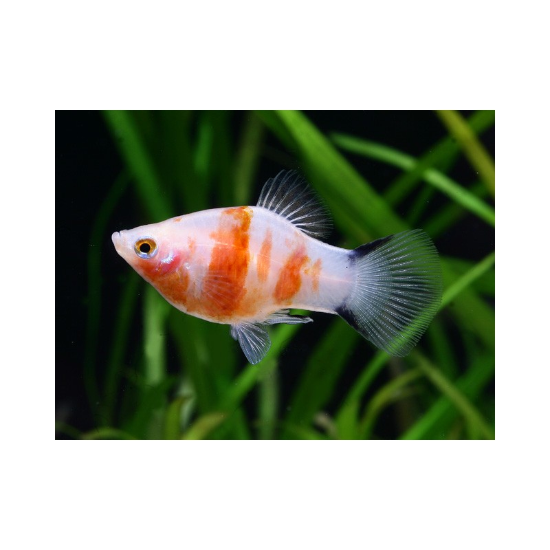 Coeur de saignement Platy Xiphophorus maculatus