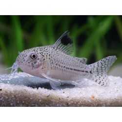 Corydoras Julii (Hoplisoma julii) - Pesce da Fondo...