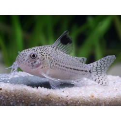 Corydoras Julii