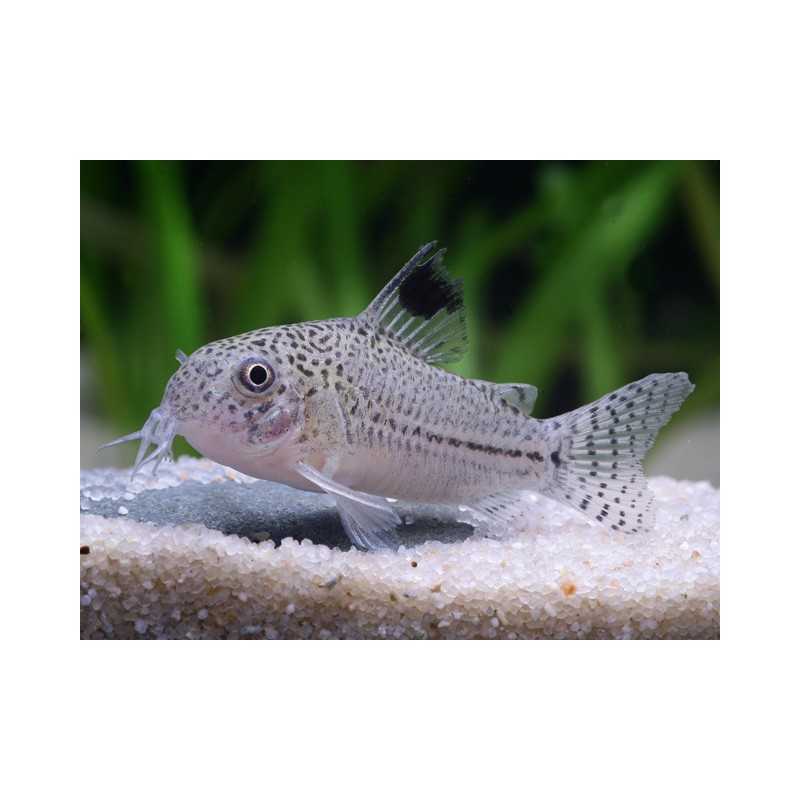 Corydoras Julii (Hoplisoma julii) - Pesce da...