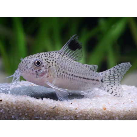 Corydoras Julii (Hoplisoma julii) - Pesce da Fondo Pacifico per Acquario Tropicale Comunitario