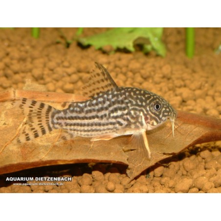 Corydoras Sterbai