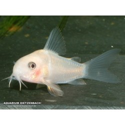Corydoras Albino Paleatus