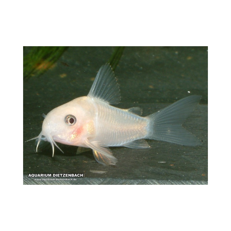 Corydoras Albino Paledus