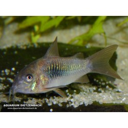 Corydoras Aeneeus