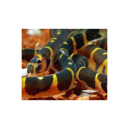 Pangio Acanthophthalmus