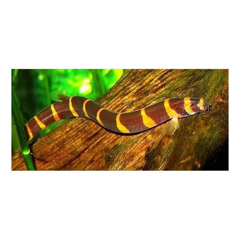 Pangio Acanthophthalmus