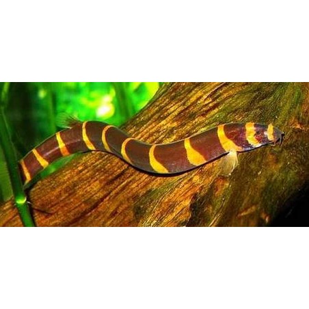 Pangio Acanthophthalmus