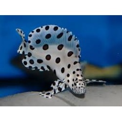 CROMILEPTES ALTIVELIS 2