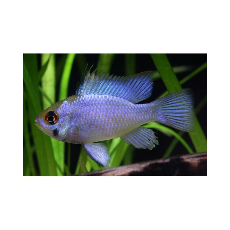 Mikrogeophagus Ramirzi Blu Electric