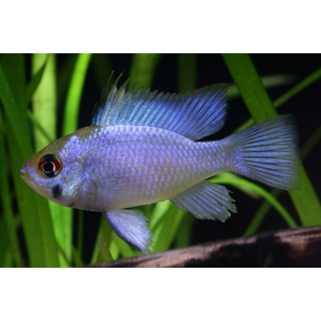 Mikrogeophagus Ramirzi Blu Electric