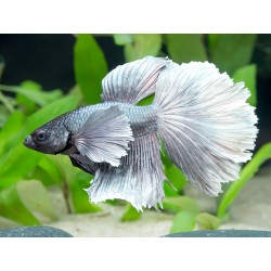 Big Ear Betta Splendens Halfmoon