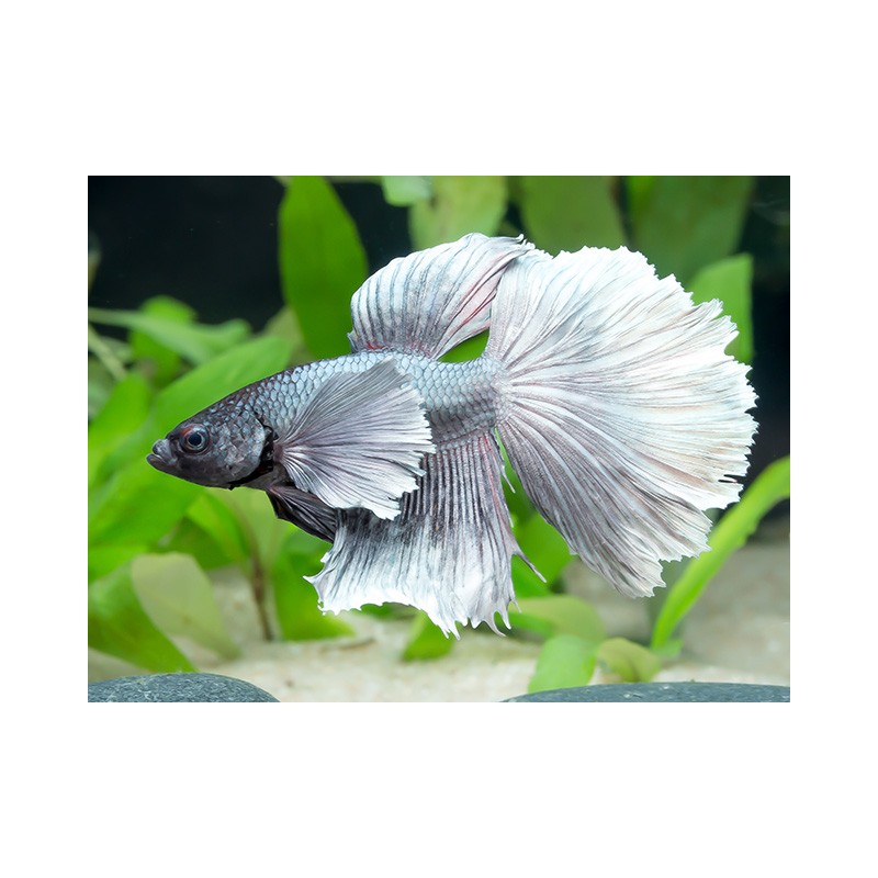 Big Eartta Betta splendens MailloMoon