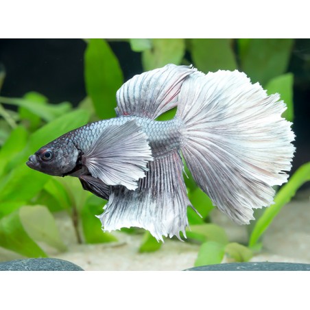 Big Eartta Betta splendens MailloMoon