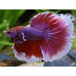 Butterfly Betta Splendens Halfmoon