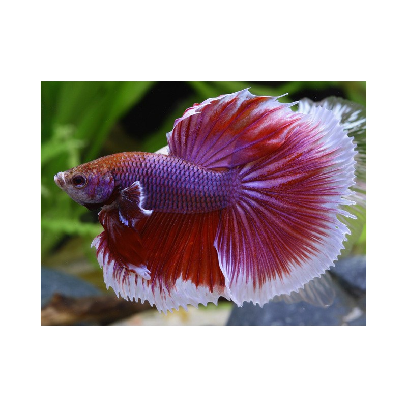 Butterfly Betta splendens hameaux