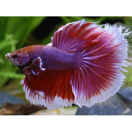 Butterfly Betta splendens hameaux