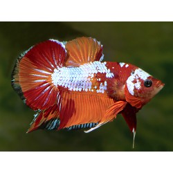 Galaxy Candy Betta Splendens Halfmoon