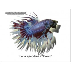CROWN Betta Splendens
